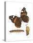 Red Admiral Butterfly, Caterpillar, and Pupae (Vanessa Atalanta), Insects-Encyclopaedia Britannica-Stretched Canvas