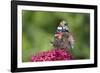 Red Admiral Butterfly Feeding on Valerian Flower-null-Framed Photographic Print