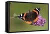 Red Admiral Butterfly Feeding Upon Buddelia in Garden-null-Framed Stretched Canvas