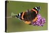 Red Admiral Butterfly Feeding Upon Buddelia in Garden-null-Stretched Canvas