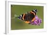 Red Admiral Butterfly Feeding Upon Buddelia in Garden-null-Framed Photographic Print