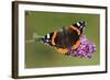 Red Admiral Butterfly Feeding Upon Buddelia in Garden-null-Framed Photographic Print