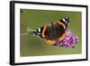 Red Admiral Butterfly Feeding Upon Buddelia in Garden-null-Framed Photographic Print