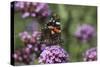 Red Admiral Butterfly on Verbena Bonariensis Flower-null-Stretched Canvas