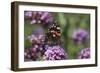 Red Admiral Butterfly on Verbena Bonariensis Flower-null-Framed Photographic Print