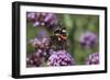 Red Admiral Butterfly on Verbena Bonariensis Flower-null-Framed Photographic Print