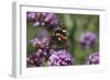 Red Admiral Butterfly on Verbena Bonariensis Flower-null-Framed Photographic Print