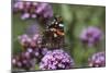 Red Admiral Butterfly on Verbena Bonariensis Flower-null-Mounted Photographic Print