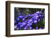 Red Admiral Butterfly Sitting on Flowers-Markus Leser-Framed Photographic Print