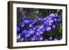 Red Admiral Butterfly Sitting on Flowers-Markus Leser-Framed Photographic Print