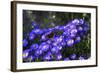 Red Admiral Butterfly Sitting on Flowers-Markus Leser-Framed Photographic Print