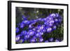 Red Admiral Butterfly Sitting on Flowers-Markus Leser-Framed Photographic Print