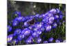 Red Admiral Butterfly Sitting on Flowers-Markus Leser-Mounted Photographic Print