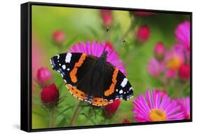 Red Admiral Butterfly (Vanessa Atalanta) On Michaelmas Daisy Flowers. Dorset, UK, October 2012-Colin Varndell-Framed Stretched Canvas