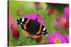 Red Admiral Butterfly (Vanessa Atalanta) On Michaelmas Daisy Flowers. Dorset, UK, October 2012-Colin Varndell-Stretched Canvas