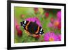 Red Admiral Butterfly (Vanessa Atalanta) On Michaelmas Daisy Flowers. Dorset, UK, October 2012-Colin Varndell-Framed Photographic Print