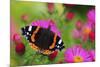 Red Admiral Butterfly (Vanessa Atalanta) On Michaelmas Daisy Flowers. Dorset, UK, October 2012-Colin Varndell-Mounted Photographic Print