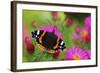 Red Admiral Butterfly (Vanessa Atalanta) On Michaelmas Daisy Flowers. Dorset, UK, October 2012-Colin Varndell-Framed Photographic Print