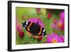 Red Admiral Butterfly (Vanessa Atalanta) On Michaelmas Daisy Flowers. Dorset, UK, October 2012-Colin Varndell-Framed Photographic Print