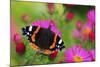 Red Admiral Butterfly (Vanessa Atalanta) On Michaelmas Daisy Flowers. Dorset, UK, October 2012-Colin Varndell-Mounted Photographic Print