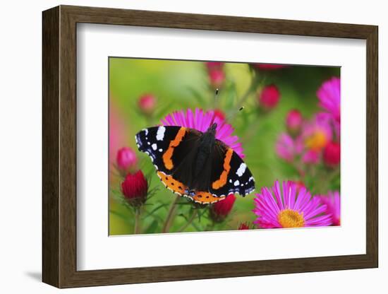 Red Admiral Butterfly (Vanessa Atalanta) On Michaelmas Daisy Flowers. Dorset, UK, October 2012-Colin Varndell-Framed Photographic Print