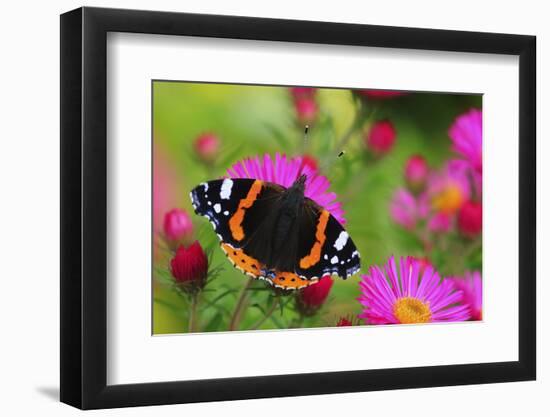 Red Admiral Butterfly (Vanessa Atalanta) On Michaelmas Daisy Flowers. Dorset, UK, October 2012-Colin Varndell-Framed Photographic Print