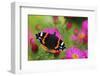 Red Admiral Butterfly (Vanessa Atalanta) On Michaelmas Daisy Flowers. Dorset, UK, October 2012-Colin Varndell-Framed Photographic Print