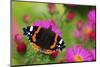 Red Admiral Butterfly (Vanessa Atalanta) On Michaelmas Daisy Flowers. Dorset, UK, October 2012-Colin Varndell-Mounted Photographic Print