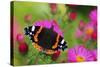 Red Admiral Butterfly (Vanessa Atalanta) On Michaelmas Daisy Flowers. Dorset, UK, October 2012-Colin Varndell-Stretched Canvas