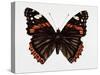 Red Admiral Butterfly-Lizzie Harper-Stretched Canvas