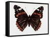 Red Admiral Butterfly-Lizzie Harper-Framed Stretched Canvas