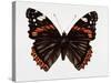 Red Admiral Butterfly-Lizzie Harper-Stretched Canvas