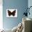 Red Admiral Butterfly-Lizzie Harper-Photographic Print displayed on a wall