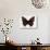 Red Admiral Butterfly-Lizzie Harper-Photographic Print displayed on a wall