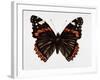 Red Admiral Butterfly-Lizzie Harper-Framed Photographic Print