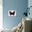 Red Admiral Butterfly-Lizzie Harper-Photographic Print displayed on a wall