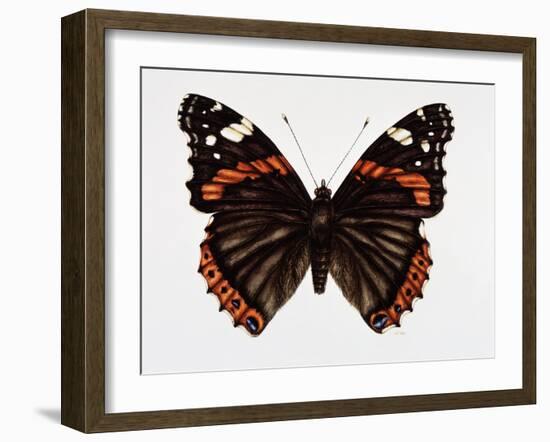 Red Admiral Butterfly-Lizzie Harper-Framed Photographic Print