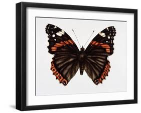 Red Admiral Butterfly-Lizzie Harper-Framed Photographic Print