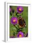 Red Admiral Butterfly-null-Framed Photographic Print