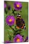 Red Admiral Butterfly-null-Mounted Photographic Print