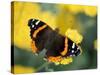 Red Admiral on Butterfly Bush Leaf, Woodland Park Zoo, Washington, USA-null-Stretched Canvas