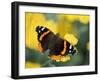 Red Admiral on Butterfly Bush Leaf, Woodland Park Zoo, Washington, USA-null-Framed Photographic Print