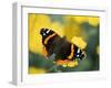 Red Admiral on Butterfly Bush Leaf, Woodland Park Zoo, Washington, USA-null-Framed Photographic Print