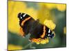 Red Admiral on Butterfly Bush Leaf, Woodland Park Zoo, Washington, USA-null-Mounted Photographic Print