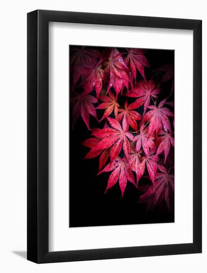 Red After the Rain-Philippe Sainte-Laudy-Framed Photographic Print