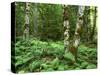 Red Alder, Mt. Rainier National Park, Washington, USA-Rob Tilley-Stretched Canvas