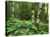 Red Alder, Mt. Rainier National Park, Washington, USA-Rob Tilley-Stretched Canvas