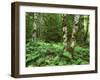 Red Alder, Mt. Rainier National Park, Washington, USA-Rob Tilley-Framed Photographic Print