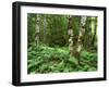 Red Alder, Mt. Rainier National Park, Washington, USA-Rob Tilley-Framed Photographic Print