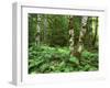 Red Alder, Mt. Rainier National Park, Washington, USA-Rob Tilley-Framed Photographic Print